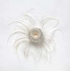 Col s methos h rsol hvid