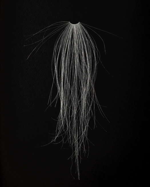 Col xl ls lys stor 2025